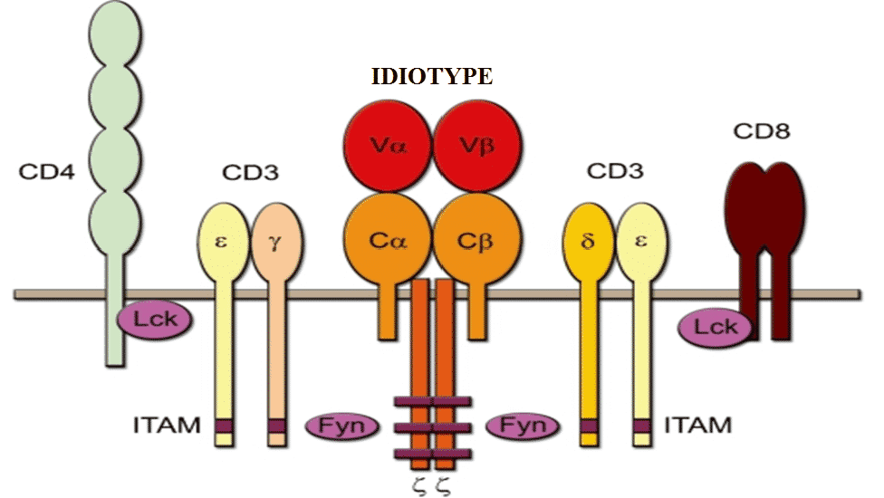 Schematic representation of the T-cell receptor